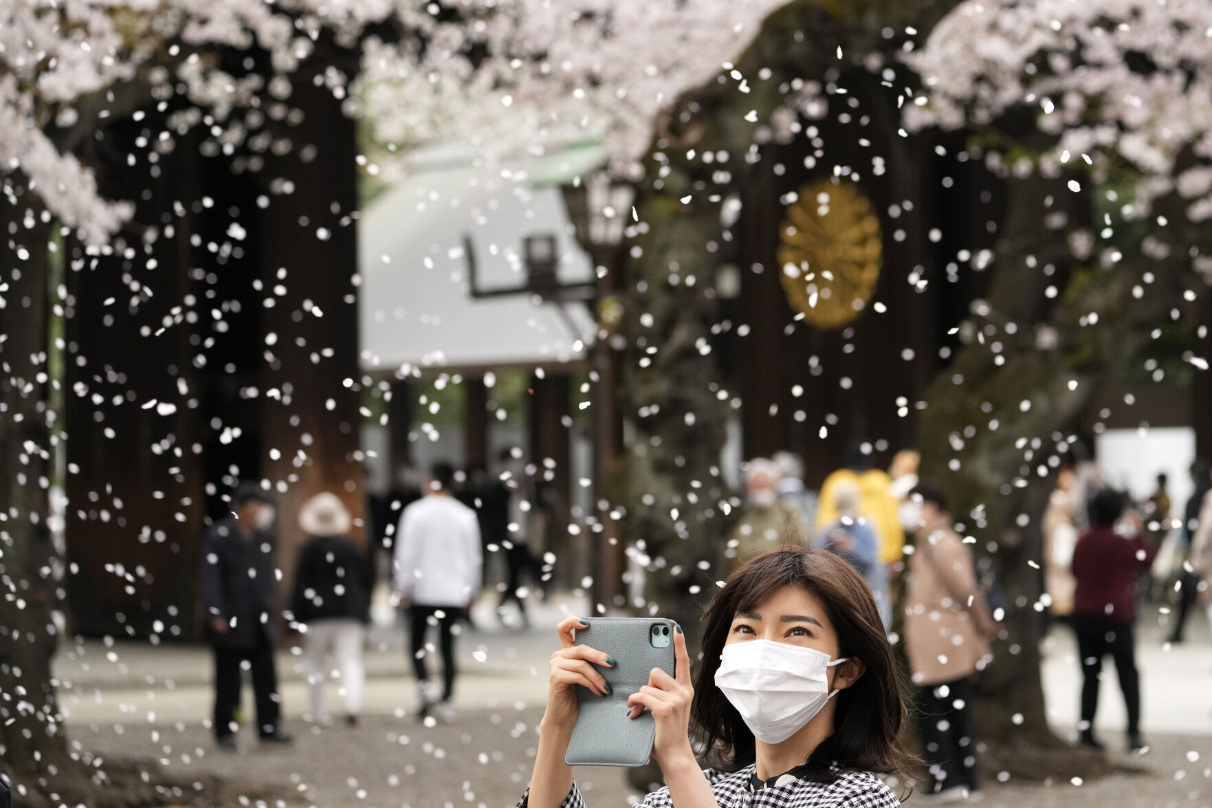 Climate Crisis Is Putting Japan'S Cherry Blossoms First 8 Japan Cherry Blossom Photo Gallery